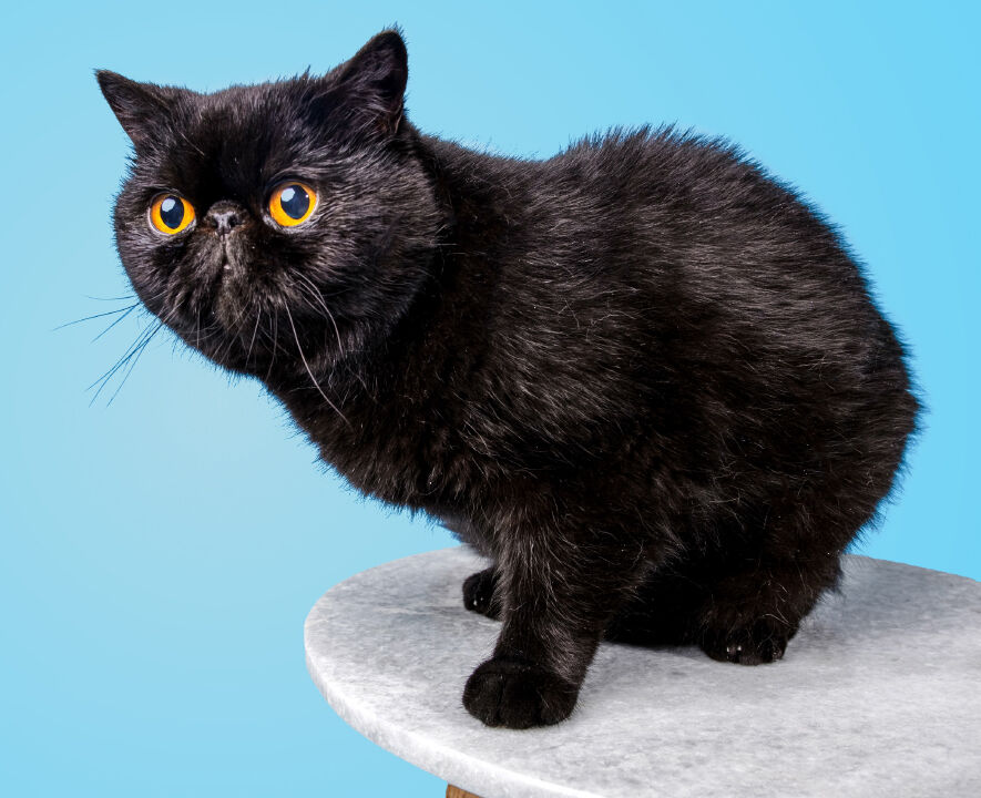 Grumpus1